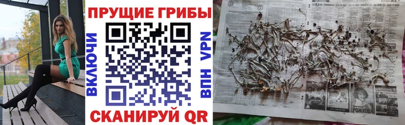 наркота даркнет клад мега онион Галлюциногенные грибы Cubensis Ростов